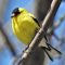 American Goldfinch Decked Out For Summer