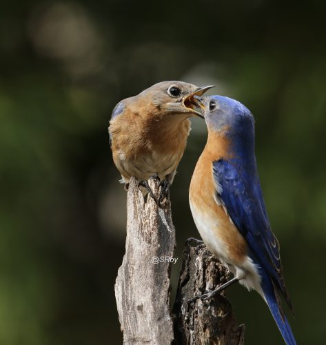 Bluebird n spring love - FeederWatch