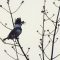 Chattering  Belted Kingfisher