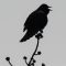 Red-wing Blackbird Singing Silhouette