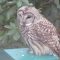 Hopeful Barred Owl