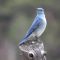 Mountain Bluebirds – Male and Female