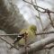 American Goldfinch in Winter