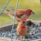 Two male red finches