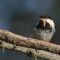 Black-capped Chickadee & a Meal Worm