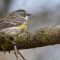 Yellow-rumped Warbler – Myrtle