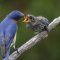 The first 2019 fledgeling- bluebird