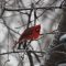 Northern Cardinal in Canadian winter