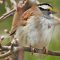 White-throated Sparrow Sneak Peak