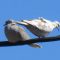 Partial leucism Eurasian Collared-Dove.