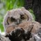 Great Horned Owl – nestling