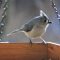 Titmouse , A Frequent Visitor to the feeder