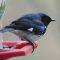 Black-throated Blue Warbler at feeder