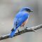Eastern Bluebirds continue to come to Feeder