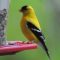 American Gold Finch in full color