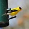Dozens of Goldfinch each Day