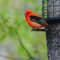 Flash of Red all day from the Scarlet Tanagers in the Yard