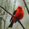 Scarlet Tanager everywhere