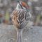 Chipping Sparrow arrives in early May