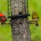 Colorful Day with six Scarlet tanagers