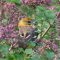 Baltimore Oriole With Nesting Material