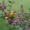 Baltimore Oriole With Nesting Material
