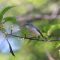 Blue-gray Gnatcatcher Pauses for a Picture