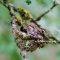 Anna’s hummingbirds preparing to fledge.