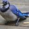Compromised Blue Jay