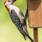 Red-belled Woodpecker