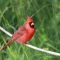Colorful Cardinal