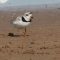 Endangered Piping Plovers Nest in Chicago