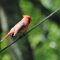 Cardinal on Wire