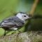 White-breasted Nuthatch – Fledgling Female