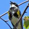 Singing Yellow-rumped Warbler