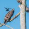 Bald Eagle and Eastern Kingbird