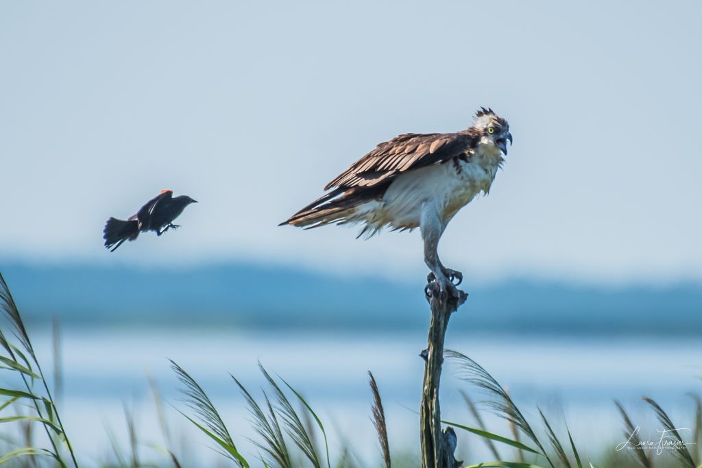 Osprey Identification, All About Birds, Cornell Lab of Ornithology