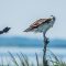 Osprey and an Unhappy Red-winged Blackbird