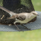 Northern Mockingbird…dry and wet