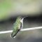 Hummingbird on the clothes line
