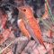 Rufous Hummingbird – Adult Male