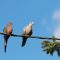 Mourning Dove and Eurasian Collared-Dove Friends