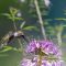 Broad-tailed Hummingbird (f) on Rocky Mountain Bee Plant (Cleome)