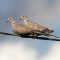 Endearing Eurasian Collared-Dove Couple
