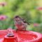 House Sparrow Taking a Water Break
