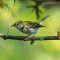 Chestnut-Sided Warbler