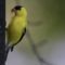 Goldfinch beauty