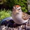 American Tree Sparrow and a smile.