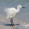 Wind swept Snowy Egret