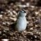 White  Crowned  sparrow